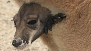 アカカンガルー (東武動物公園) 2020年9月18日