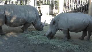 3頭の シロサイ (のんほいパーク／豊橋総合動植物公園) 2018年12月13日