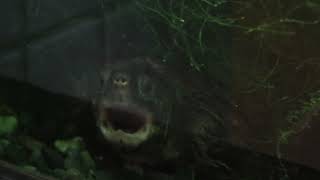 トウブドロガメ (東山動植物園) 2021年7月22日
