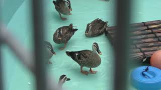 Spot-billed duck (Hakodate Park, Hokkaido, Japan) August 9, 2019