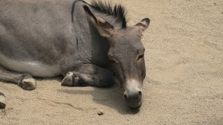 ロバ の『ブンタ』と『ナズナ』 (神戸市立 王子動物園) 2020年8月4日