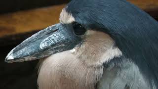 Boat-billed Heron (KOBE ANIMAL KINGDOM, Hyogo, Japan) July 14, 2023