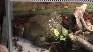 African bullfrog (Metchaomoroi Zoo, Shiga, Japan) October 7, 2021