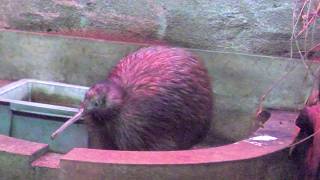 キーウィ (天王寺動物園) 2022年8月15日