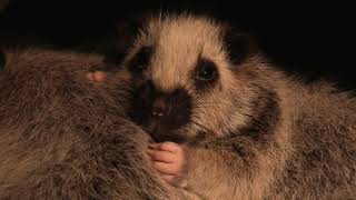 Northern Luzon giant cloud rat (KOBE ANIMAL KINGDOM, Hyogo, Japan) April 23, 2021