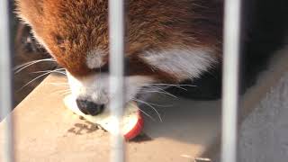 Lesser panda (Ichikawa Zoological and Botanical Garden, Chiba, Japan) March 4, 2018