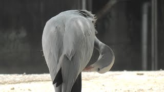 ハゴロモヅル (東武動物公園) 2020年9月18日