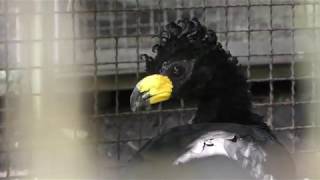Bare-faced curassow (Nagasakibana Parking Garden, Kagoshima, Japan) July 28, 2018