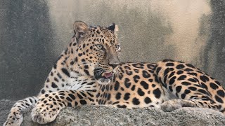 アムールヒョウ の『アニュイ』 (神戸市立 王子動物園) 2020年8月4日