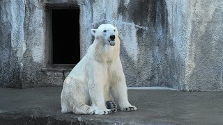 ホッキョクグマ (浜松市動物園) 2021年7月25日