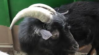 Tokara goat (Metchaomoroi Zoo, Shiga, Japan) October 7, 2021