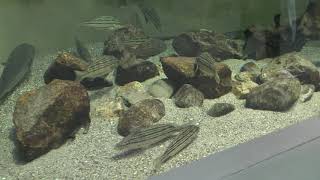 河口の魚 (世界淡水魚園水族館 アクア・トト ぎふ) 2019年1月25日