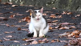 ネコ (愛宕山公園) 2019年11月30日