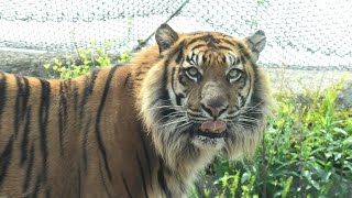 Sumatran tiger (KOBE ANIMAL KINGDOM, Hyogo, Japan) April 23, 2021