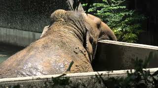 インドゾウ の『浜子』 (浜松市動物園) 2021年7月25日