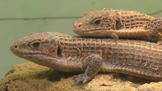 カタトカゲ科　Gerrhosauridae 
