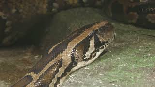 Burmese python (Okinawa Zoo & Museum, Okinawa, Japan) July 29, 2023