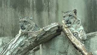 ユキヒョウ の『フブキ』と『ユッコ』 (王子動物園) 2019年10月27日