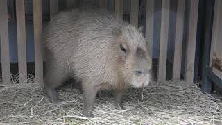カピバラのマオちゃん (上野動物園) 2017年10月29日