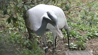 Demoiselle Crane (TENNOJI ZOO, Osaka, Japan) March 31, 2019