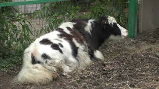 Llama & Yak (Iwate SafariPark, Iwate, Japan) August 12, 2019