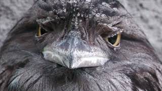 Tawny Frogmouth (KOBE ANIMAL KINGDOM, Hyogo, Japan) July 14, 2023