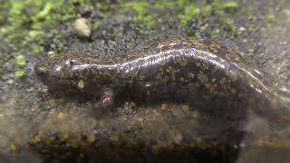 Hida salamander (Sagamigawafureai Science Museum Aquarium, Kanagawa, Japan) November 30, 2018