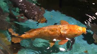 コイとナマズに餌やり体験 (かすみがうら市水族館) 2017年12月2日