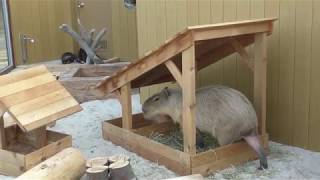 カピバラ と コツメカワウソ (八景島シーパラダイス) 2018年7月14日