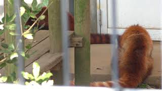 Lesser panda (Ichikawa Zoological and Botanical Garden, Chiba, Japan) March 4, 2018