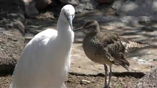 Little egret & Whimbrel (Wanpark Kochi Animal Land, Kochi, Japan) March 24, 2018