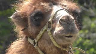 Bactrian camel (Nasu Animal Kingdom, Tochigi, Japan) April 29, 2018