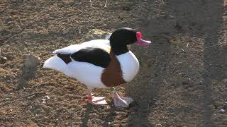 ウォークイン・バードケージ (多摩動物公園) 2019年1月18日