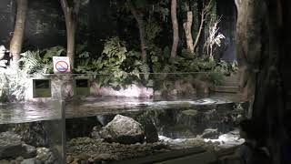 白神山地の魚 (青森県営 浅虫水族館) 2019年8月8日