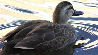 Spot-billed duck (YokohamaHakkeijima Seaparadise, Kanagawa, Japan) January 7, 2018