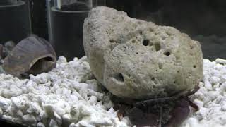 ヒライソガニ と コブヨコバサミ (エビとカニの水族館) 2018年12月26日