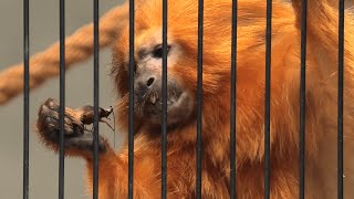どうぶつガイド「ゴールデンライオンタマリン」 (浜松市動物園) 2021年7月25日