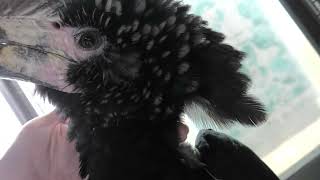 Silvery-cheeked hornbill Fureai (Metchaomoroi Zoo, Shiga, Japan) October 7, 2021