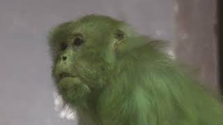 アカゲザル の『ビート』と『ゴンゴ』 (京都市動物園) 2021年10月8日