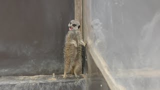 Meerkat (Torius Friendly Zoo, Fukuoka, Japan) April 23, 2019