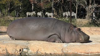 カバ と シマウマ (のんほいパーク／豊橋総合動植物公園) 2018年12月13日