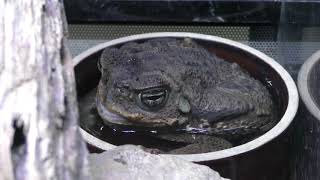 Cope's toad (KawaZoo, Shizuoka, Japan) September 30, 2019