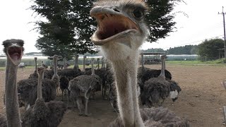 Common ostrich (Ostrich Kingdom Ishioka Farm, Ibaraki, Japan) July 16, 2018