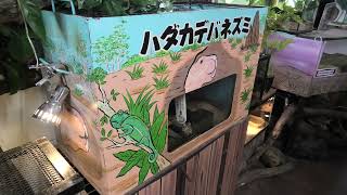 Naked mole rat (Metchaomoroi Zoo, Shiga, Japan) October 7, 2021