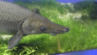 アリゲーター・ガー (鳥羽水族館) 2018年1月1日
