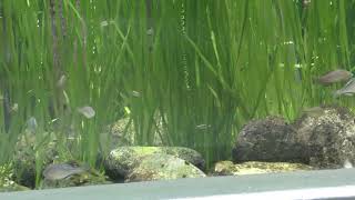 用水路の生きもの (世界淡水魚園水族館 アクア・トト ぎふ) 2019年1月25日