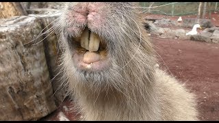 Capybara Fureai Feeding Experience (Izu Animal Kingdom, Shizuoka, Japan) March 17, 2018