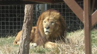 Lion (Izu Animal Kingdom, Shizuoka, Japan) March 17, 2018