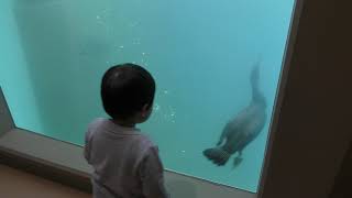 Japanese Cormorant Feeding time (KAMINE ZOO, Ibaraki, Japan) December 4, 2018