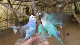 Aviary (Ostrich Kingdom Ishioka Farm, Ibaraki, Japan) July 16, 2018
